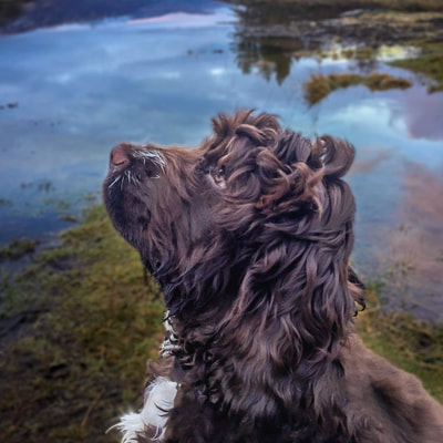 Looking for a treat at the Bay of Flies, Salen, Ardnamurchan