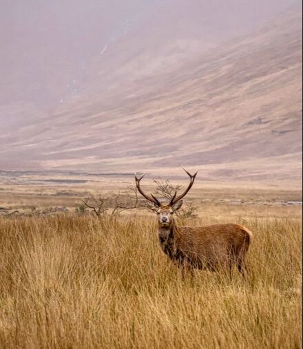 Stag in the Highlands