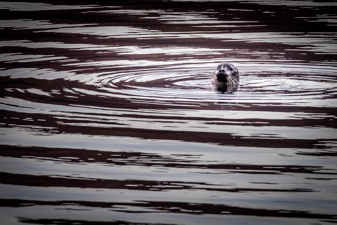 Seal in Loch Sunart