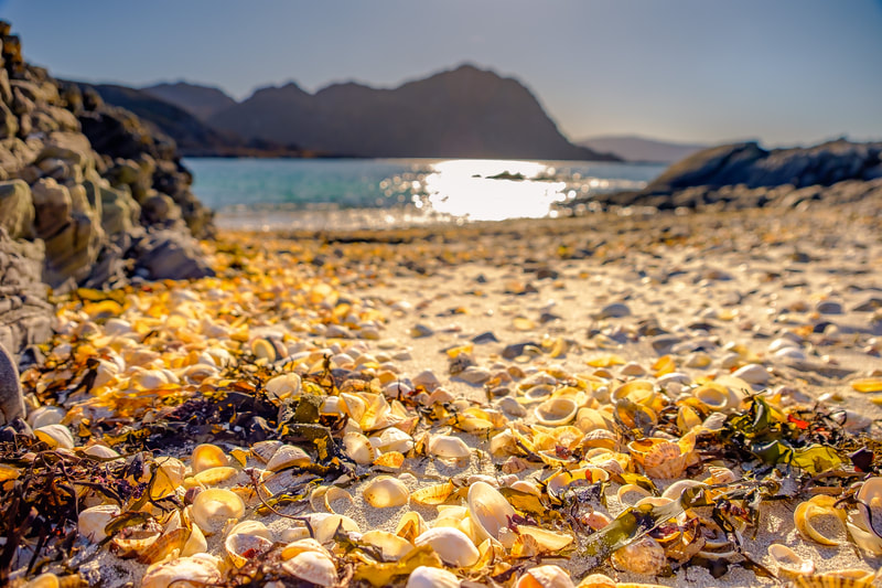 Seashells on the Sea Shore - Port Achadh an Aonaich, Smirisary, Moidart
