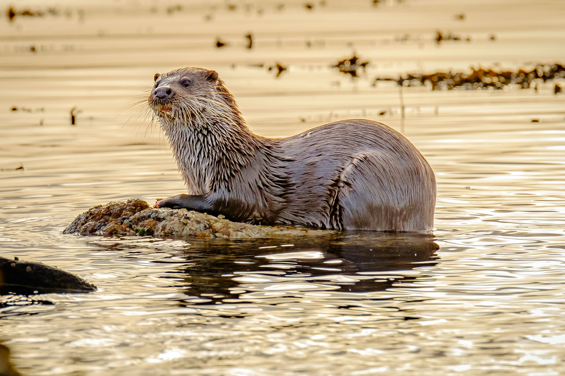 Otter in Loch Sunart